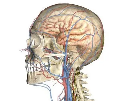 Узи мозъчните съдове и цена врата индикации