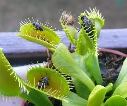 Vénusz légycsapója, hogyan növekszik a magok ellátás, transzplantáció