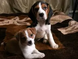 Изборът на Beagle кученце, голям лов