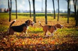 Изборът на Beagle кученце, голям лов