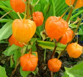 Termesztés - köpeny egres fogyasztható, fotó Physalis