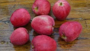 Termesztése alma és körte a kertben különös gondossággal és népszerű fajták - celhozportal
