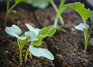 Cultivarea conopidă în țară în special cultivarea semințelor, transplantarea în regulile de bază