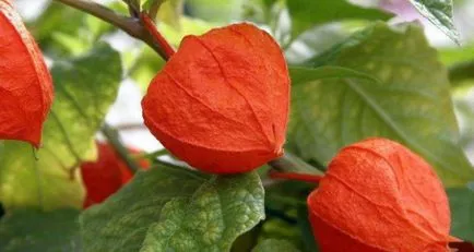 Termesztés - köpeny egres fogyasztható, fotó Physalis