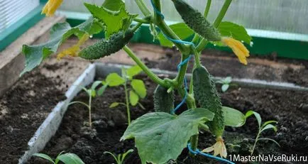 Növekvő uborka az üvegházban polikarbonát