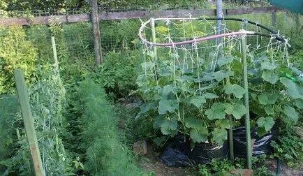 Növekvő uborkát egy hordó és néhány más szokatlan módon, virágok, gyümölcsös és kert