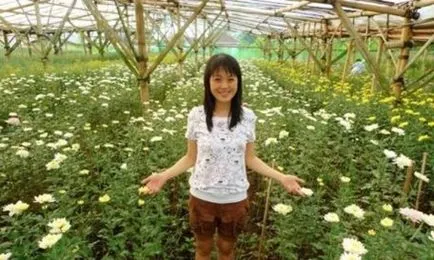 Cultivarea de crizanteme în ghiveci și de îngrijire