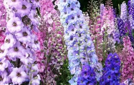 Cultivarea Delphinium din soiuri de semințe