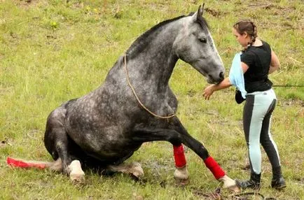 Típusai lovas verseny, lovastusa díjlovagló díjugrató versenyek Iskola Riding