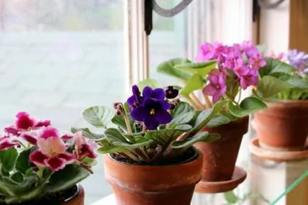 Cultivarea violete dintr-o foaie și în alte moduri la domiciliu