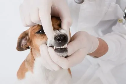 dentist veterinarul Novosibirsk, adrese, prețuri, comentarii