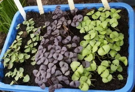 Cultivarea busuioc de la plantare de semințe și de îngrijire, de clasă, fotografie