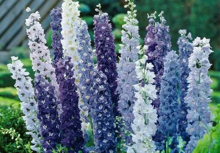 Cultivarea Delphinium din soiuri de semințe