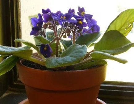 Cultivarea violete dintr-o foaie și în alte moduri la domiciliu