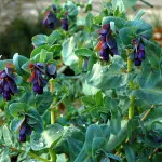 Gale магента, или cerinthe (cerinthe)