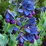 Gale магента, или cerinthe (cerinthe)