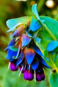 Gale magenta sau cerinthe (cerinthe)