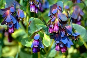 Gale магента, или cerinthe (cerinthe)