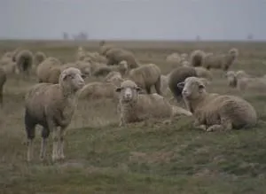 Volgograd juhfajtához - agroxxi