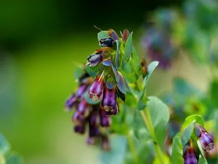 Gale fotografii, vederi și modalități de cultivare