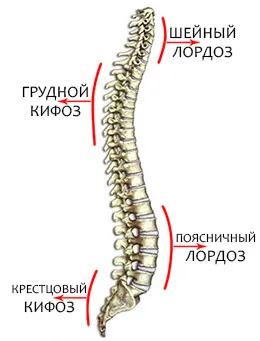 Какъв вид поза е нормално