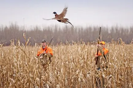 Как да ловуват фазани