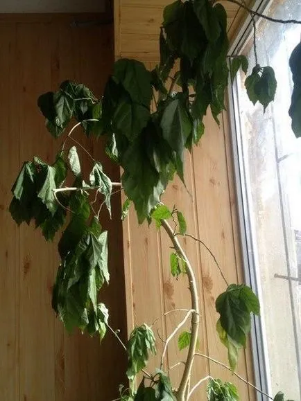 Hibiscus wilt după transplantare