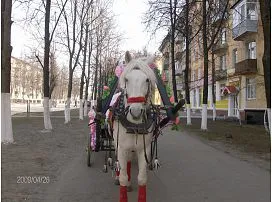 Резервирайте екипаж на коне, понита, сватба или рожден ден в квартал Stupino и Kashira