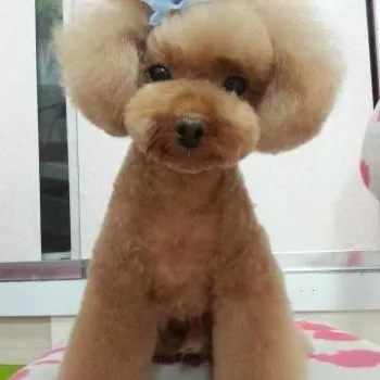 Japán kutya meglepetést a világot, hogy a hajvágás
