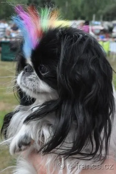 Japán kutya meglepetést a világot, hogy a hajvágás