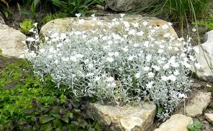 Cerastium tomentosum картина, засаждане и грижи