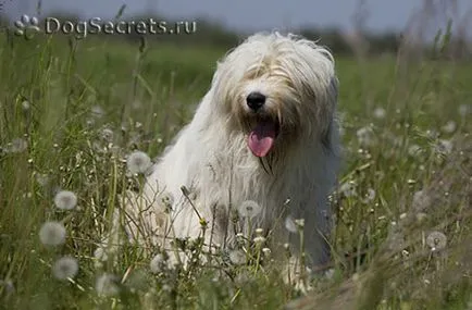 Sud rus Ciobănesc descriere rasa, poze, pret