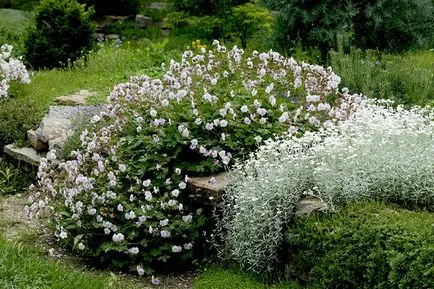 Cerastium tomentosum картина, засаждане и грижи