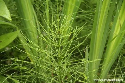 Horsetail ca plantă medicinală