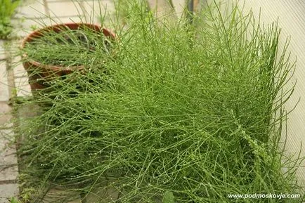 Horsetail ca plantă medicinală