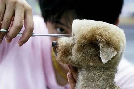 изненада японски куче в света със своите прически