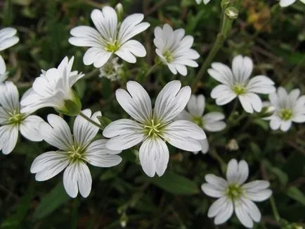 Cerastium tomentosum картина, засаждане и грижи