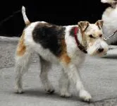 Drótszőrű foxterrier és hajápolás, ápolás vágás foxi fotók, csipetnyi gyapjú