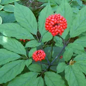 Ginseng és alkalmazási tulajdonságok a kozmetika