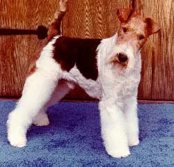 Drótszőrű foxterrier és hajápolás, ápolás vágás foxi fotók, csipetnyi gyapjú