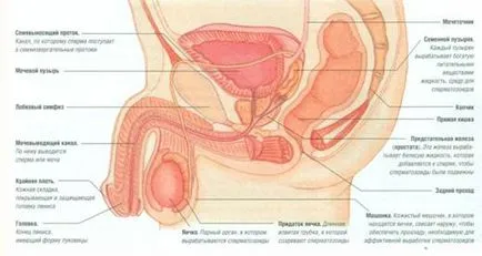 sistemul de reproducere feminin, sistemul de reproducere masculin