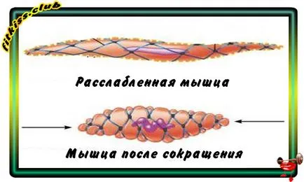 Охлаждането след тренировка, или как да се удължи прогреса - списанието на любовта и културизма