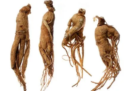 Ginseng proprietăți utile și contraindicații ale plantelor medicinale