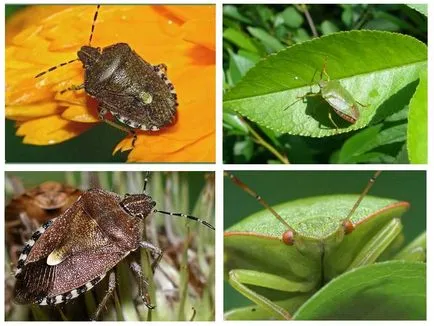 Green смрад бъг дърво - снимки, описание, отколкото яде, как да се отървете