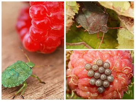 Zöld büdös bogár, fa - fotó, leírás, mint enni, hogyan lehet megszabadulni