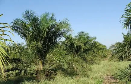 5 mituri - ulei de palmier