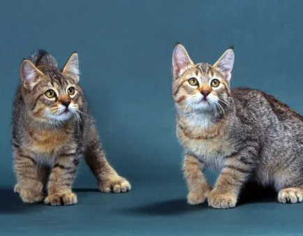 20 de pisica cele mai neobișnuite și costisitoare din lume