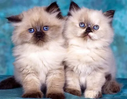 20 de pisica cele mai neobișnuite și costisitoare din lume