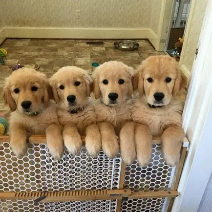 20 poze Fun mai dulce catelus rasa Golden Retriever