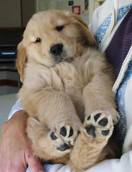 20 poze Fun mai dulce catelus rasa Golden Retriever